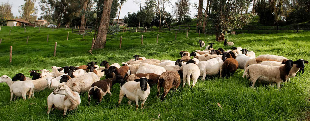 granja de cordero san luis